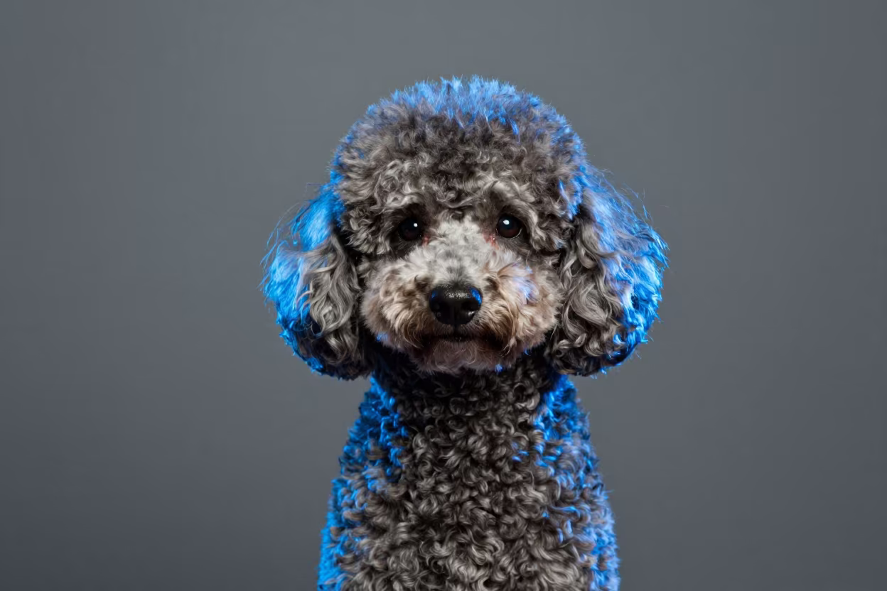 Poodle Portrait Neon Edge Light Taichung Studio in in a quiet portrait studio with a plain backdrop and eye-level framing near Taichung