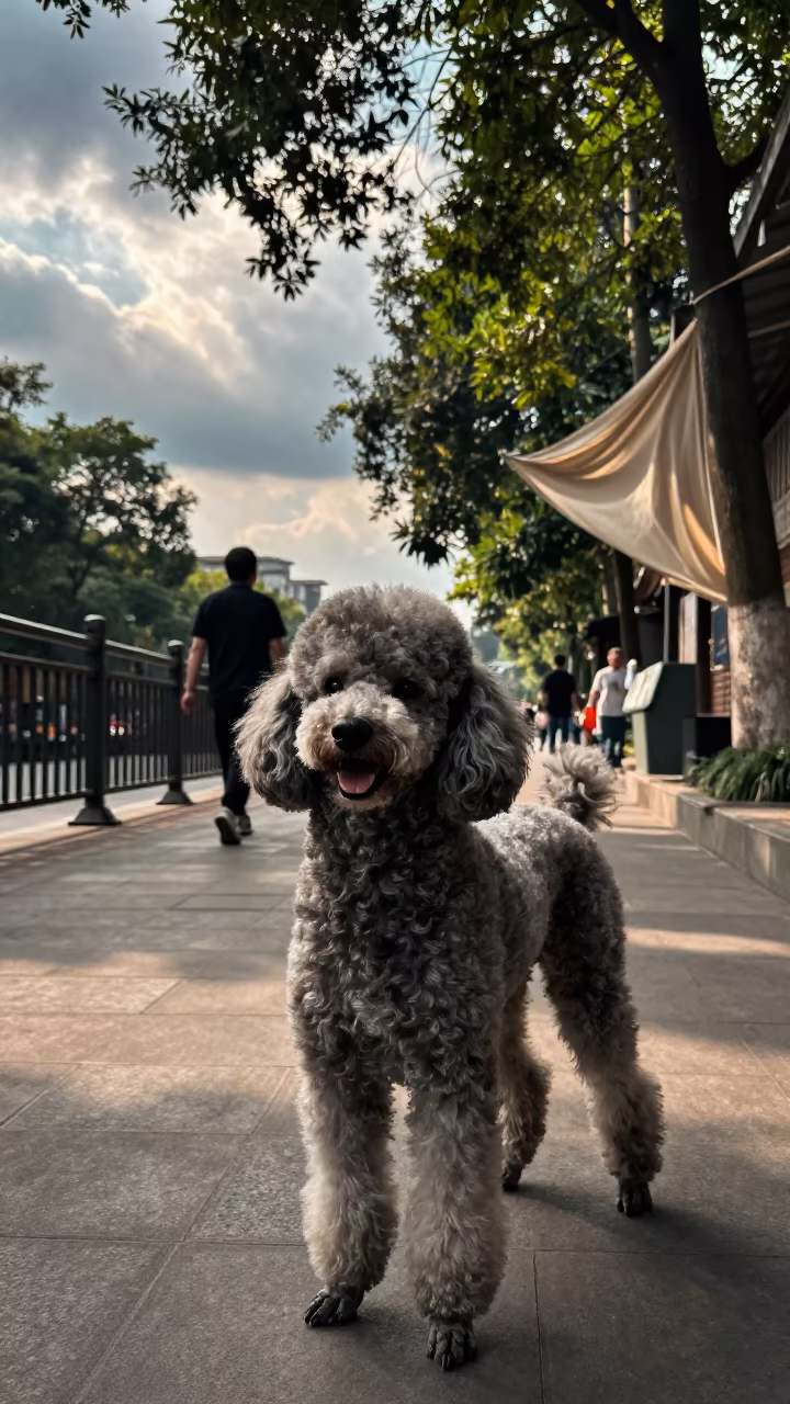 Poodle Portrait on Chengdu Park Path in along a quiet park path with soft open shade and a clean background in Kuanzhai Alley, Chengdu