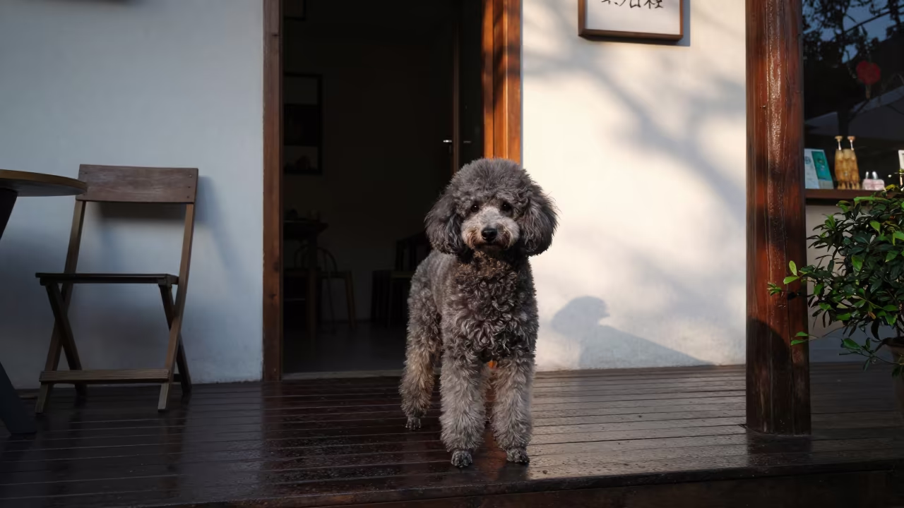 Poodle Portrait on Chongqing Porch in Dawn Drizzle in on a shaded front porch with boards, railings, and eye-level framing near Chongqing