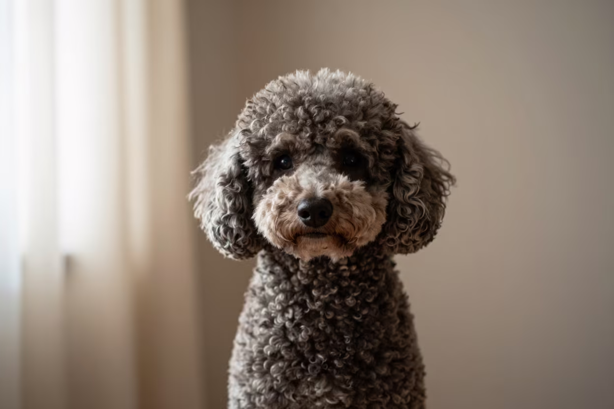 Poodle Portrait with Curly Coat in Bujumbura Home in beside a plain plaster wall in soft indoor light with the animal centered in frame in Bujumbura