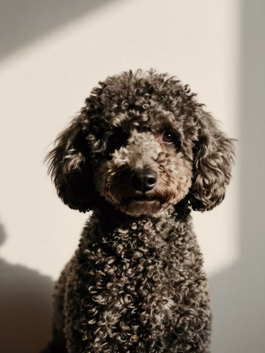 Poodle Portrait with Defined Coat and Muzzle in beside a plain plaster wall in soft indoor light with the animal centered in frame near Gwangju