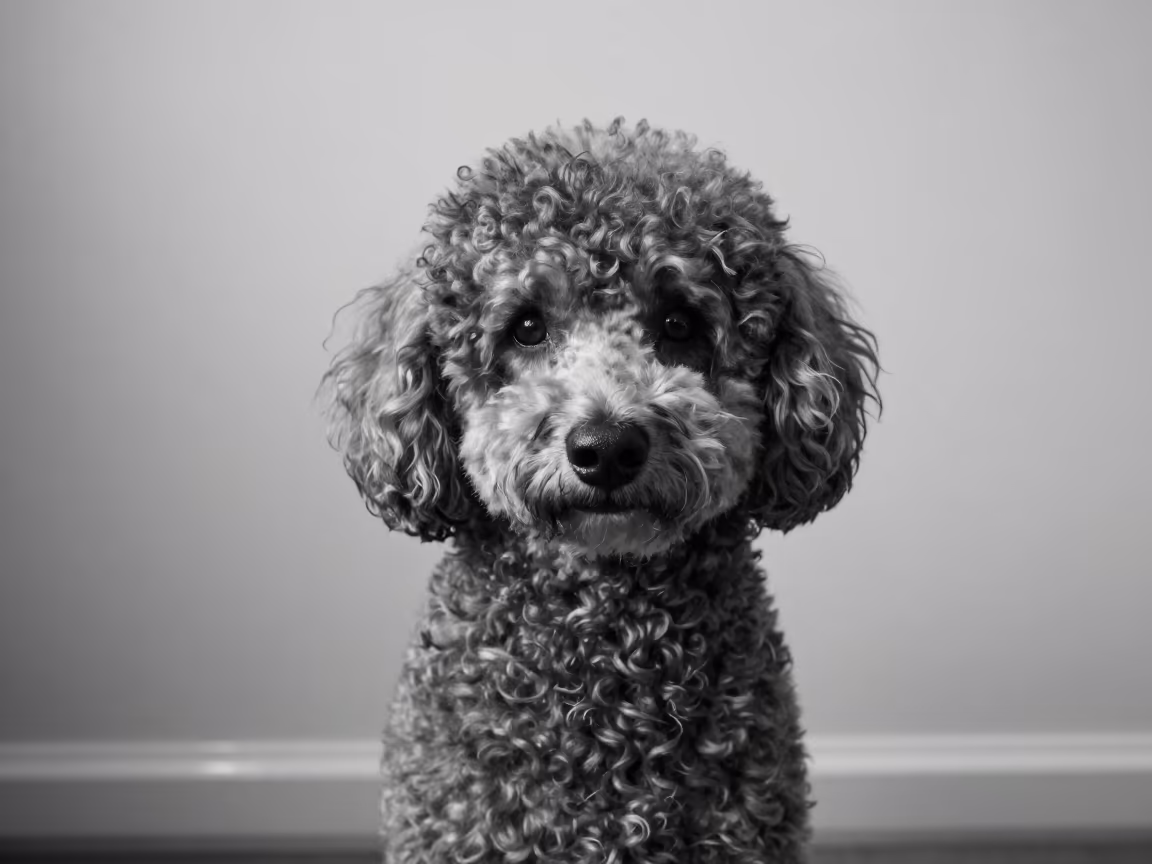 Poodle Portrait with Textured Coat in Soft Light in beside a plain plaster wall in soft indoor light with the animal centered in frame in Zhengzhou