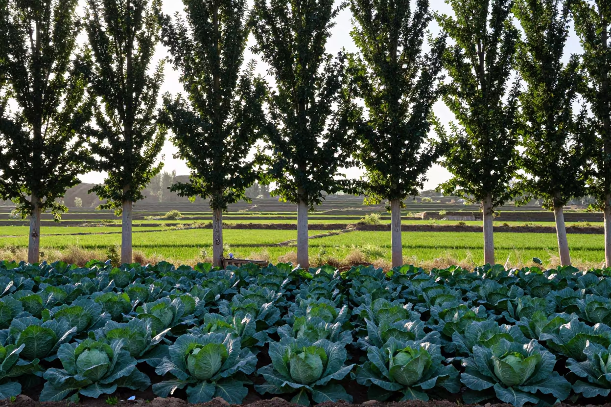 Poplar Windbreak Over Cabbage Field in Turkmenistan in among terraced rice paddies in Turkmenistan