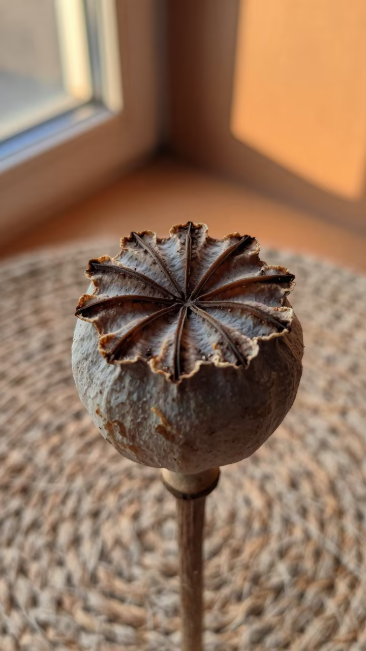 Poppy Seed Pod Crown in Amber Light in against woven linen fibers in Mexico City