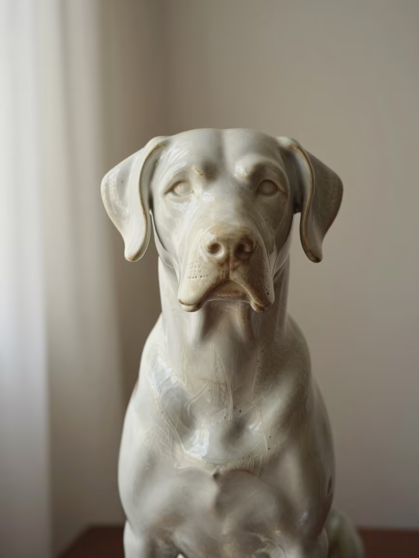 Porcelaine Portrait With Weathered Dignity Near Dordrecht in beside a plain plaster wall in soft indoor light with the animal centered in frame near Dordrecht