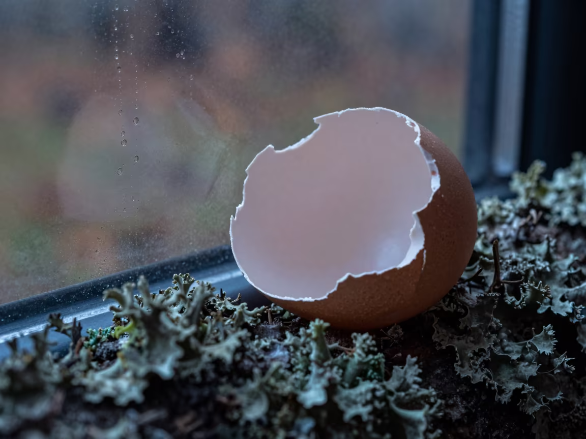 Porous Eggshell Surface Macro on Lichen Bark in on lichen-covered bark in Dalian