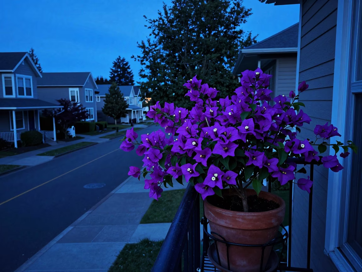 Portland Oregon Evening Blue Light Bougainvillea on Balcony Railing in in Portland, Oregon, United States