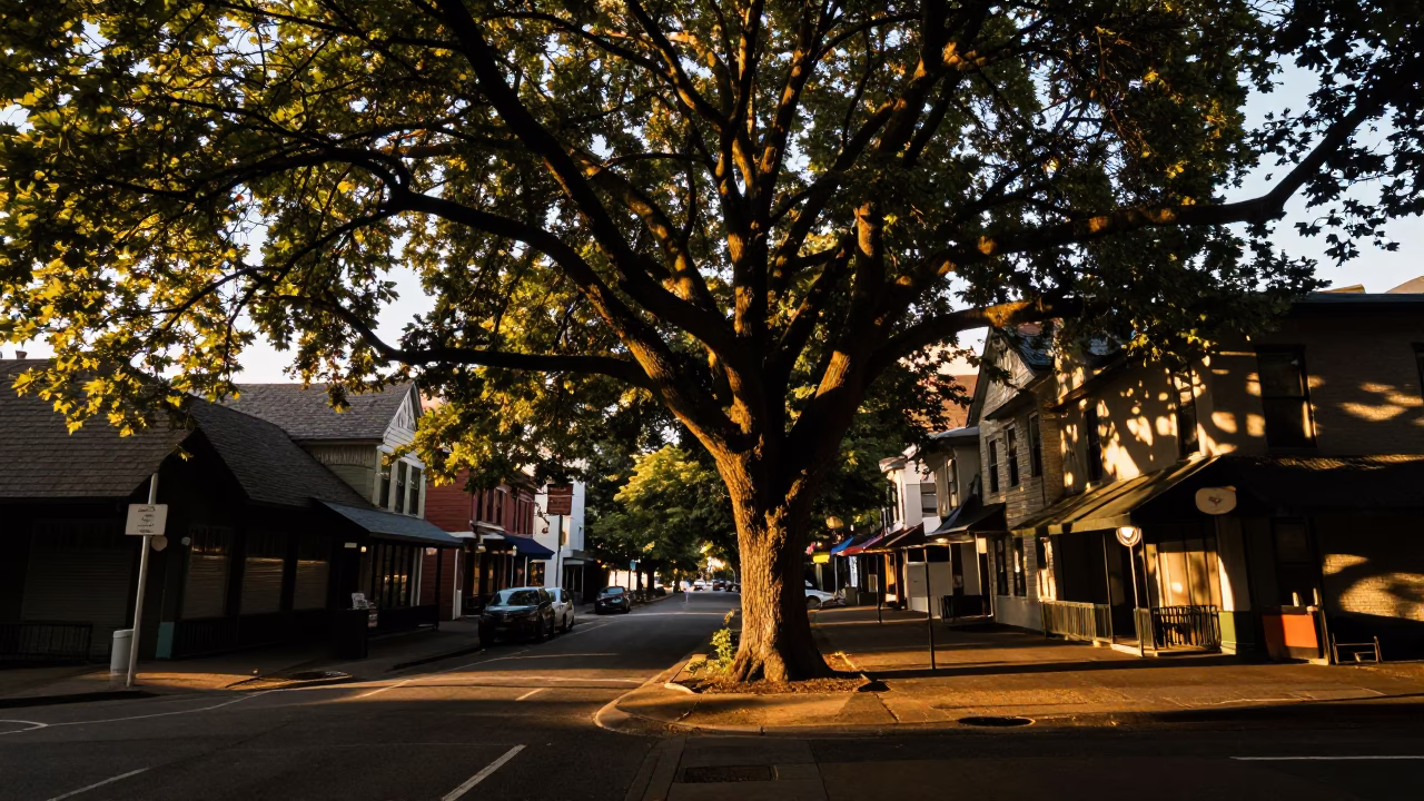 Portland Oregon Honeyed Evening Light Dappled Leaf Shadows on Plaster Building Exterior in in Portland, Oregon, United States