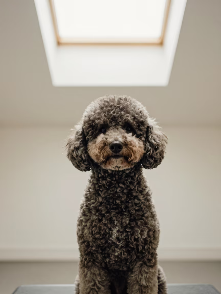 Portrait of a Poodle in Dalston Studio in in a quiet portrait studio with a plain backdrop and eye-level framing in Dalston, London