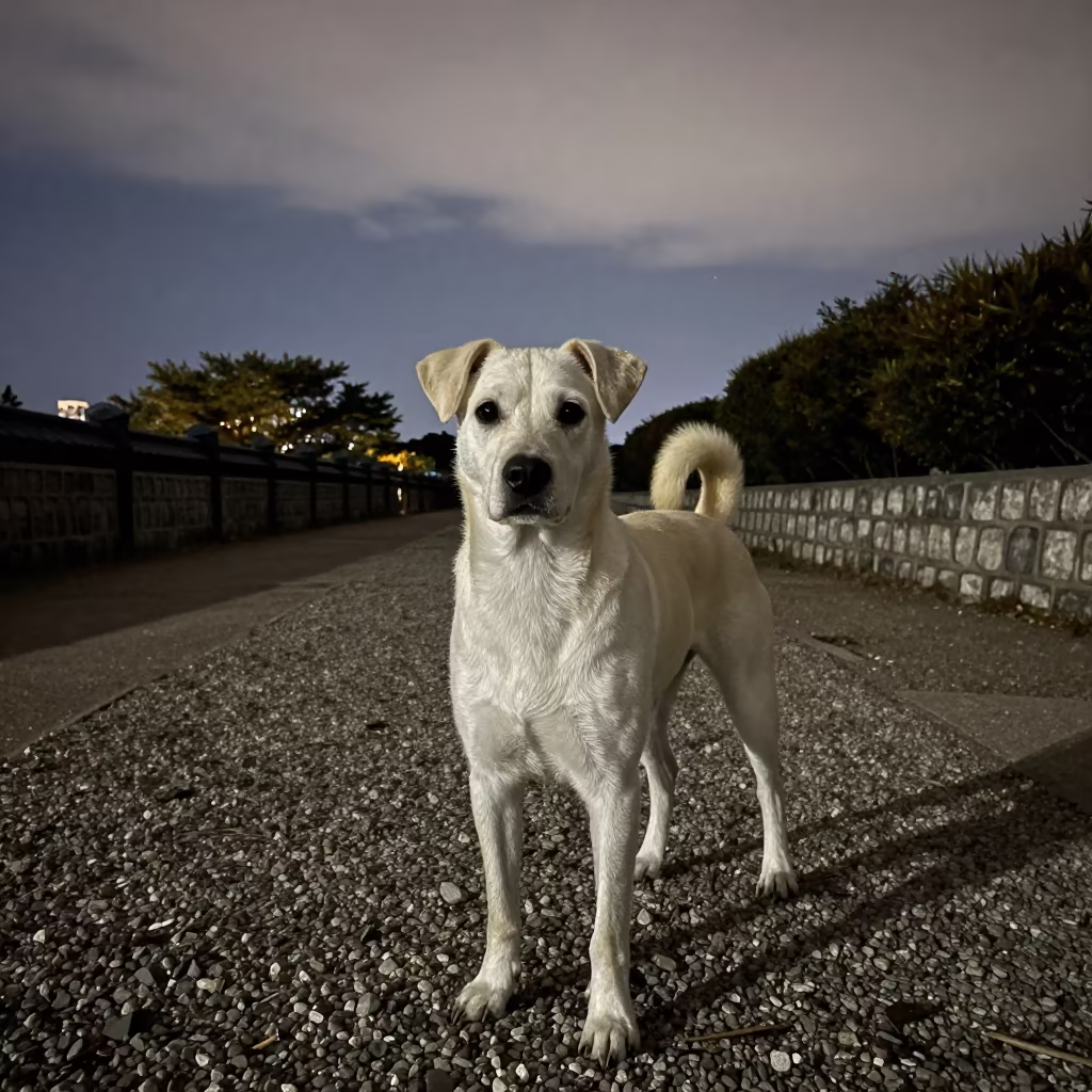 Portuguese Podengo Pequeno Midnight Portrait in Gyeongju Park in along a quiet park path with soft open shade and a clean background in Gyeongju