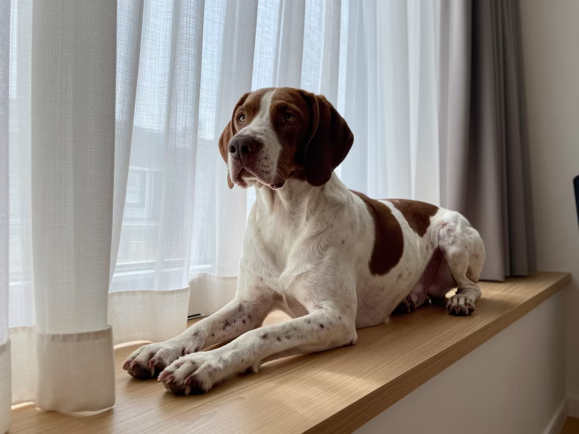 Portuguese Pointer Resting on Window Seat in on a window seat in a quiet apartment with soft side light in Holon