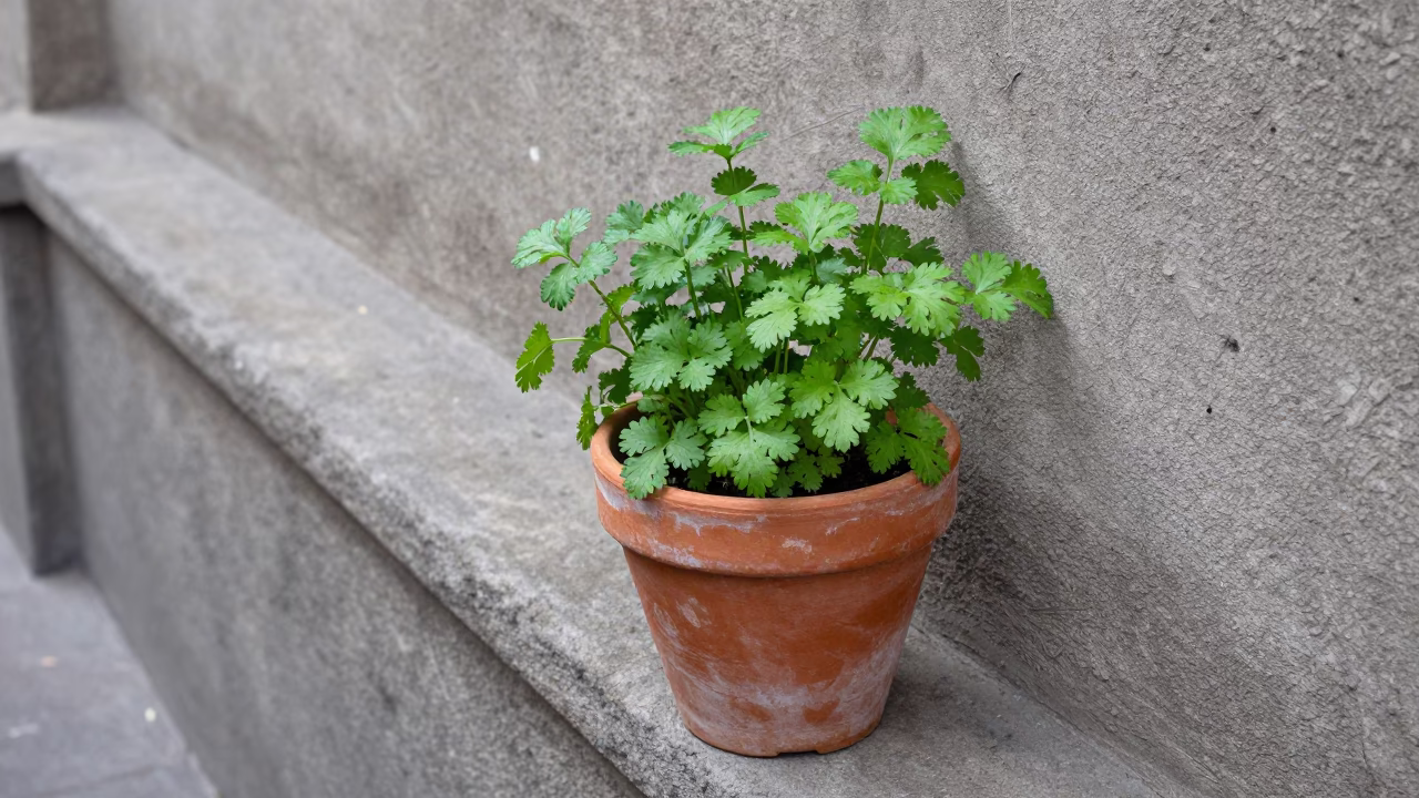 Potted Cilantro Plants in Mexico City in in Mexico City, Mexico