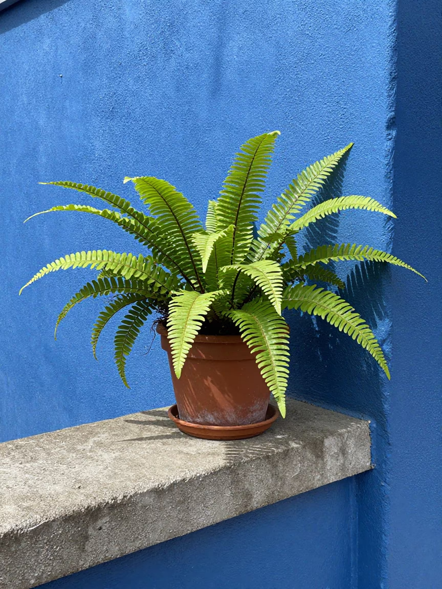 Potted Fern in Valparaiso in in Valparaiso, Chile