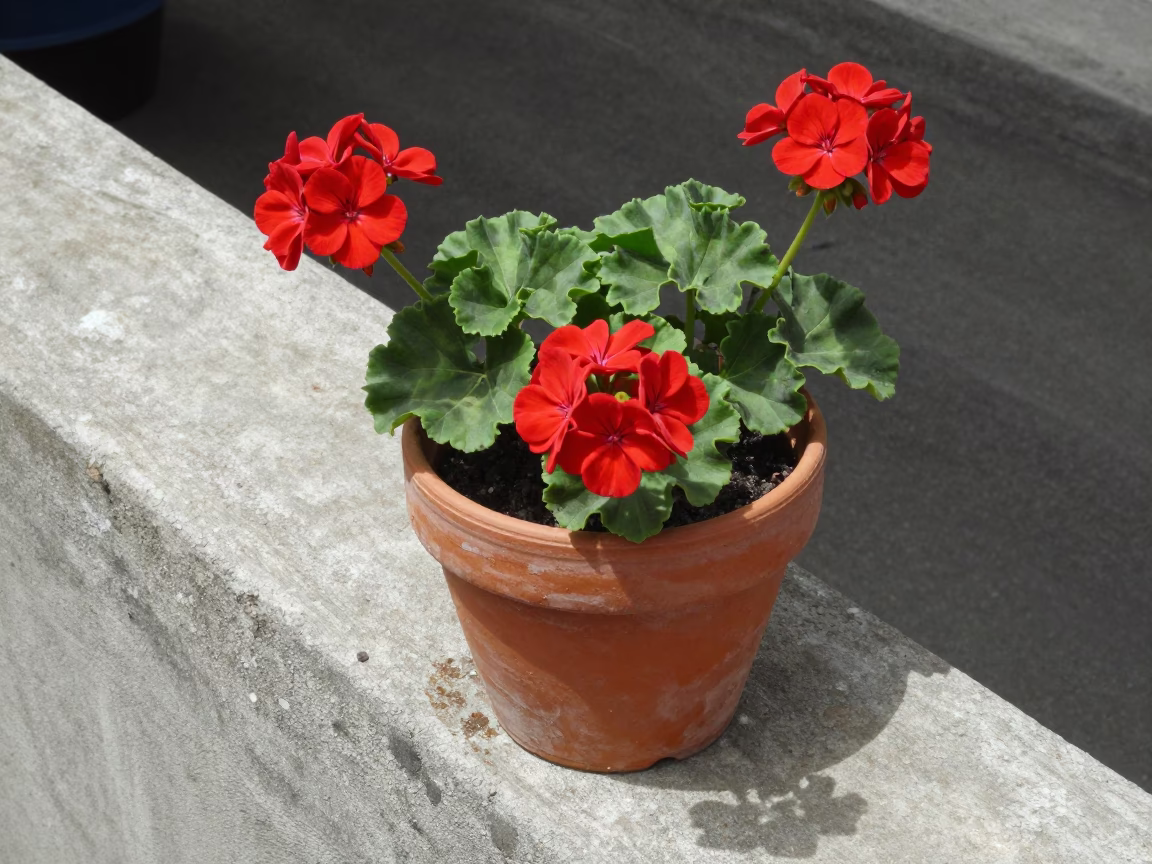 Potted Geranium in Medellin in in Medellin, Colombia