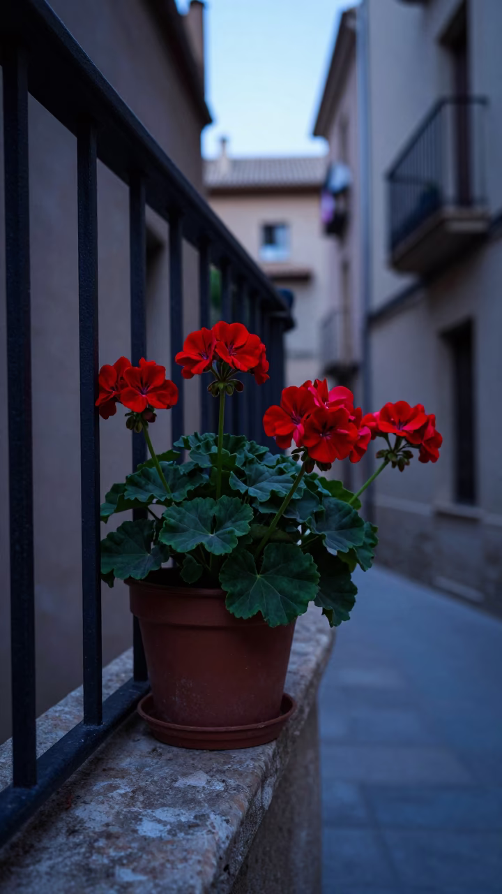 Potted Geraniums in Barcelona in in Barcelona, Spain