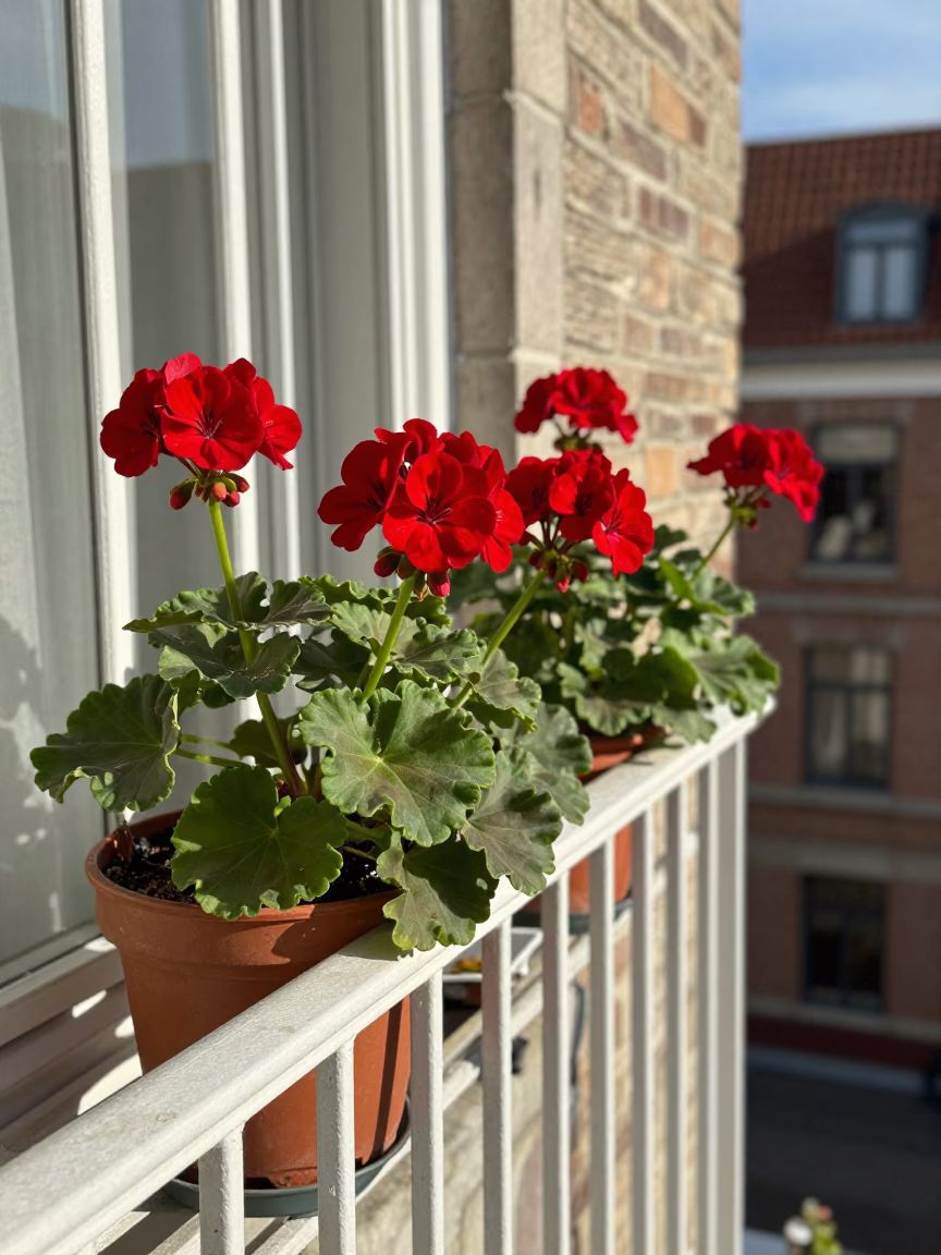Potted Geraniums in Brussels in in Brussels, Belgium