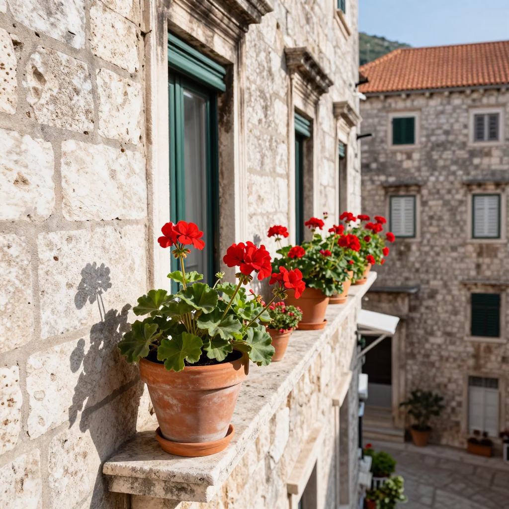 Potted Geraniums in Dubrovnik at Bright Midmorning Light in in Dubrovnik, Croatia