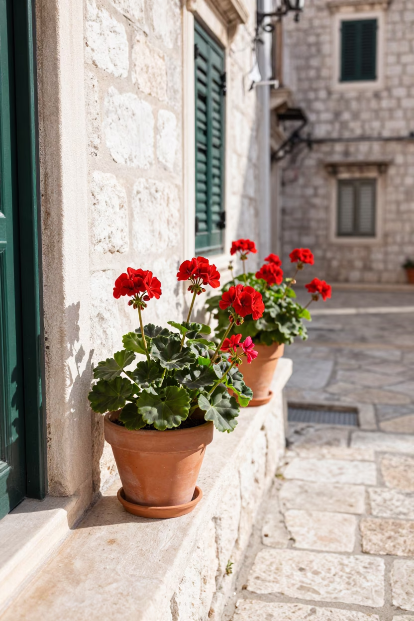 Potted Geraniums in Dubrovnik in in Dubrovnik, Croatia