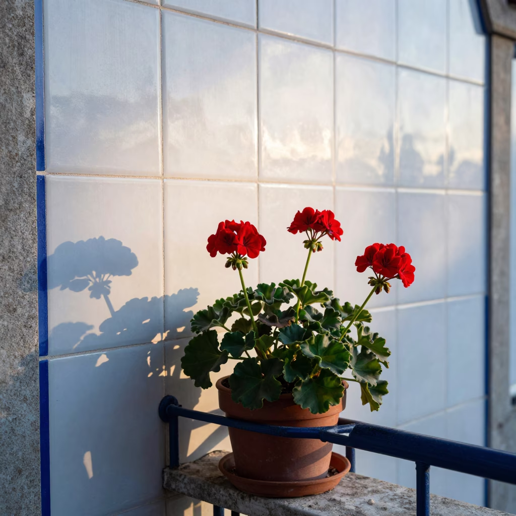 Potted Geraniums in Porto in in Porto, Portugal