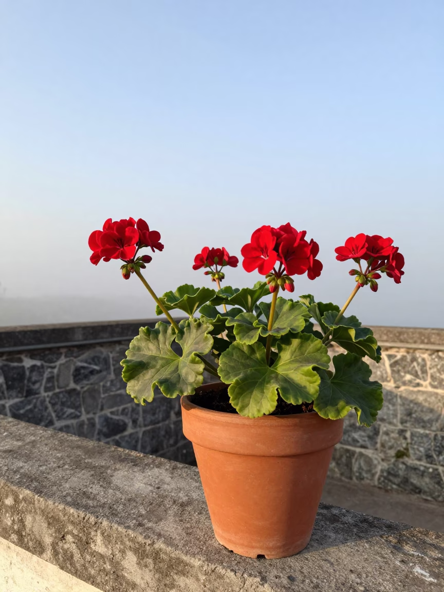 Potted Geraniums in Quito in in Quito, Ecuador