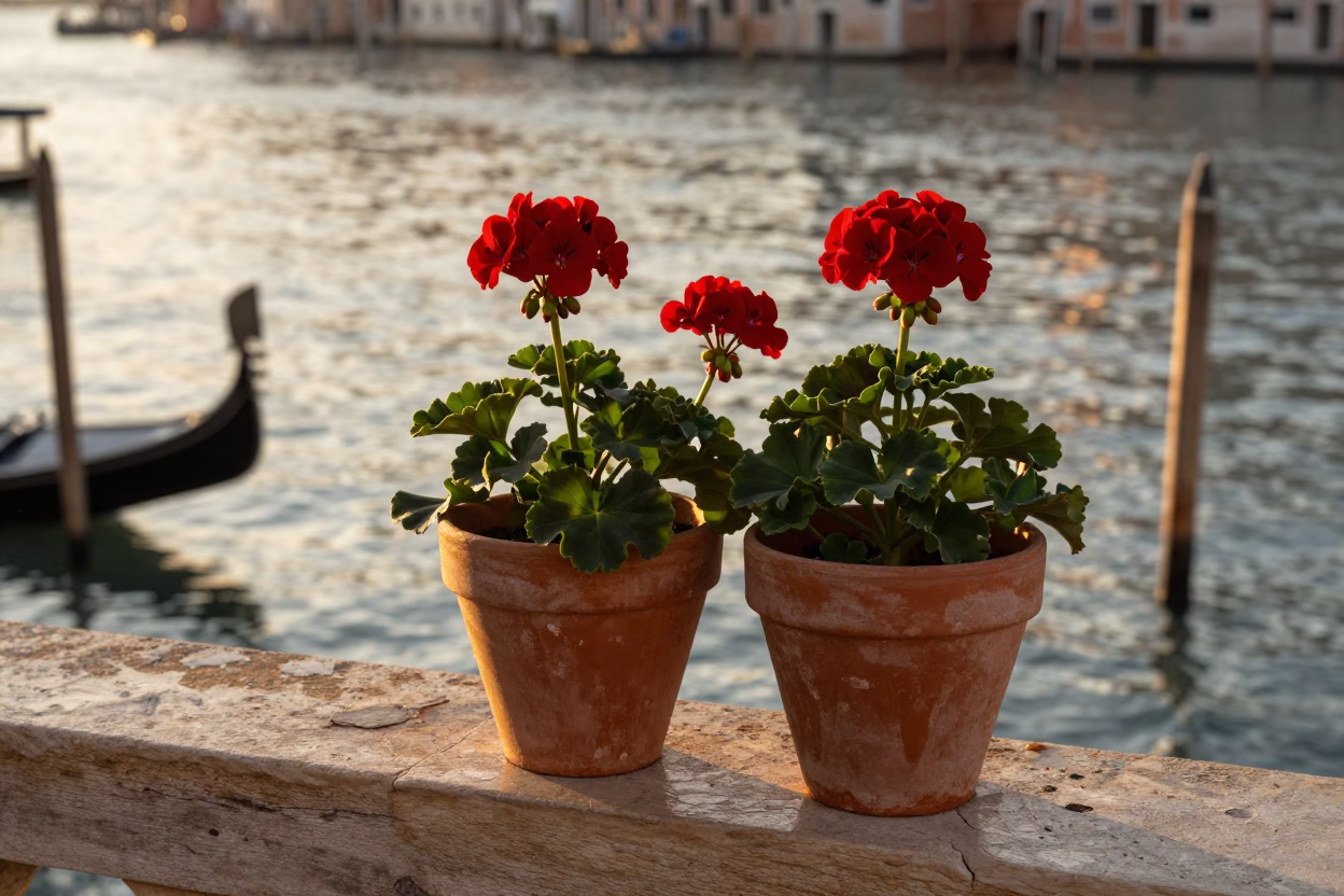 Potted Geraniums in Venice in in Venice, Italy