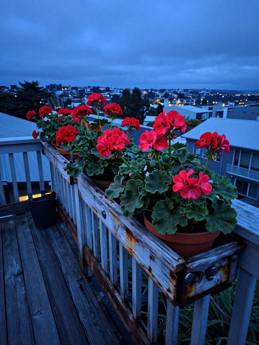 Potted Geraniums in Wellington in in Wellington, New Zealand