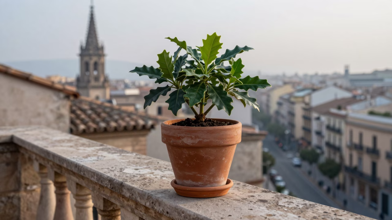 Potted Houseplant in Barcelona in in Barcelona, Spain