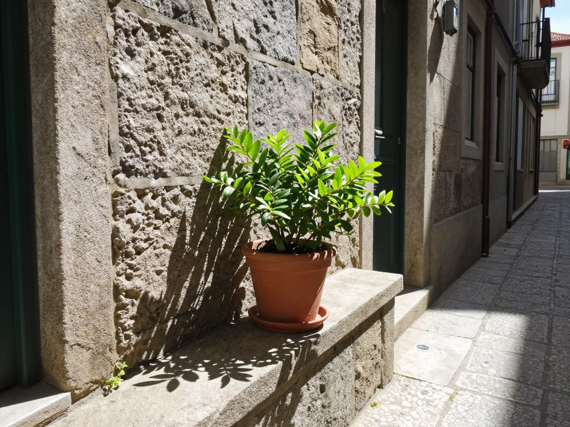 Potted Houseplant in Porto in in Porto, Portugal
