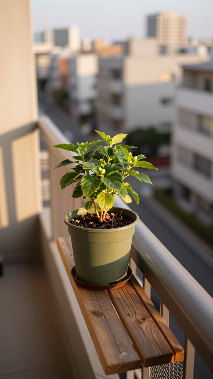 Potted Plant in Tokyo in in Tokyo, Japan
