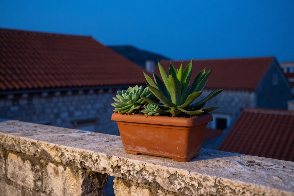 Potted Succulents in Dubrovnik in in Dubrovnik, Croatia