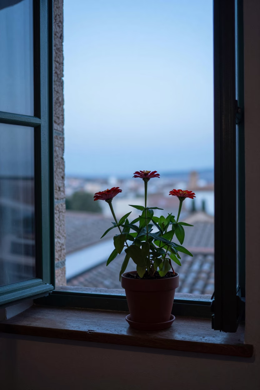 Potted Zinnias in Granada in in Granada, Spain