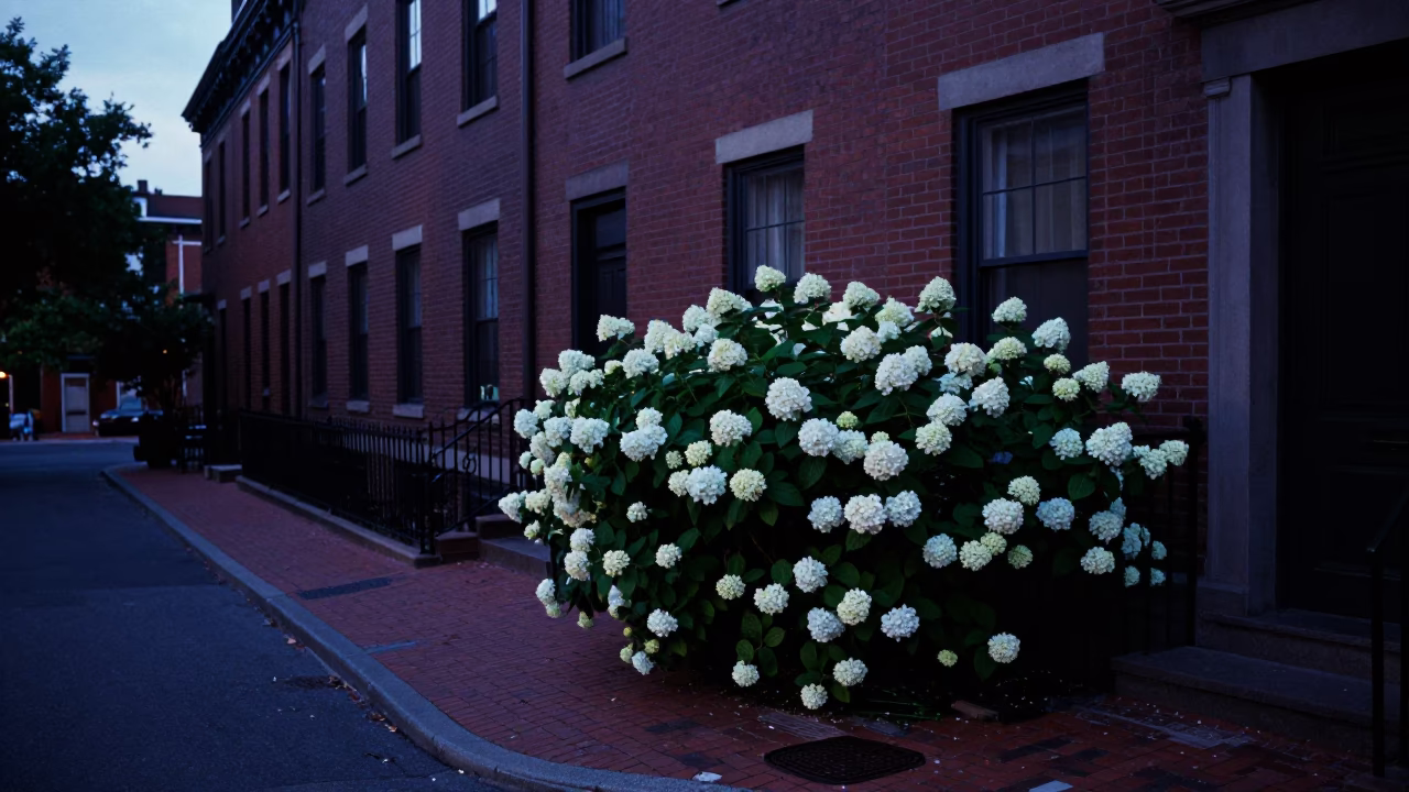 Pre-dawn Boston street scene with hydrangea bush and brick architecture in in Boston, Massachusetts, United States