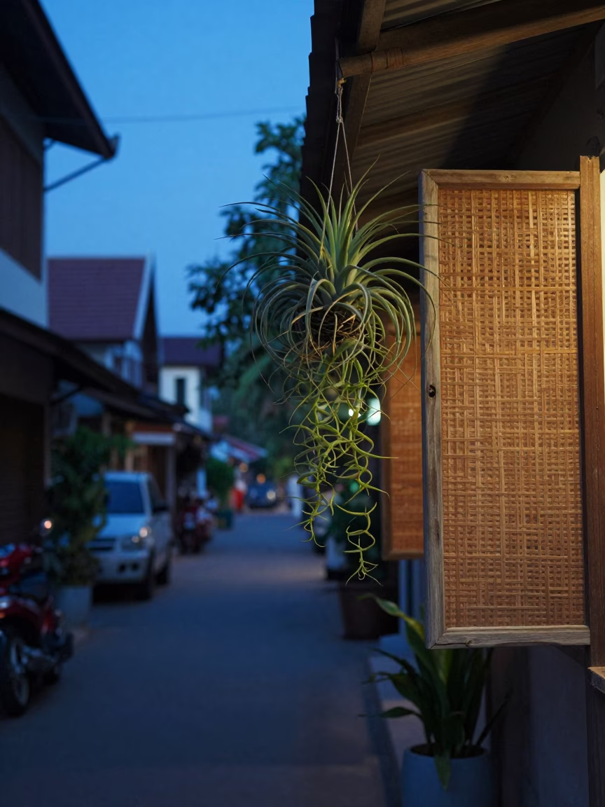 Pre-dawn Chiang Mai street scene with hanging air plant and woven cane light in in Chiang Mai, Thailand