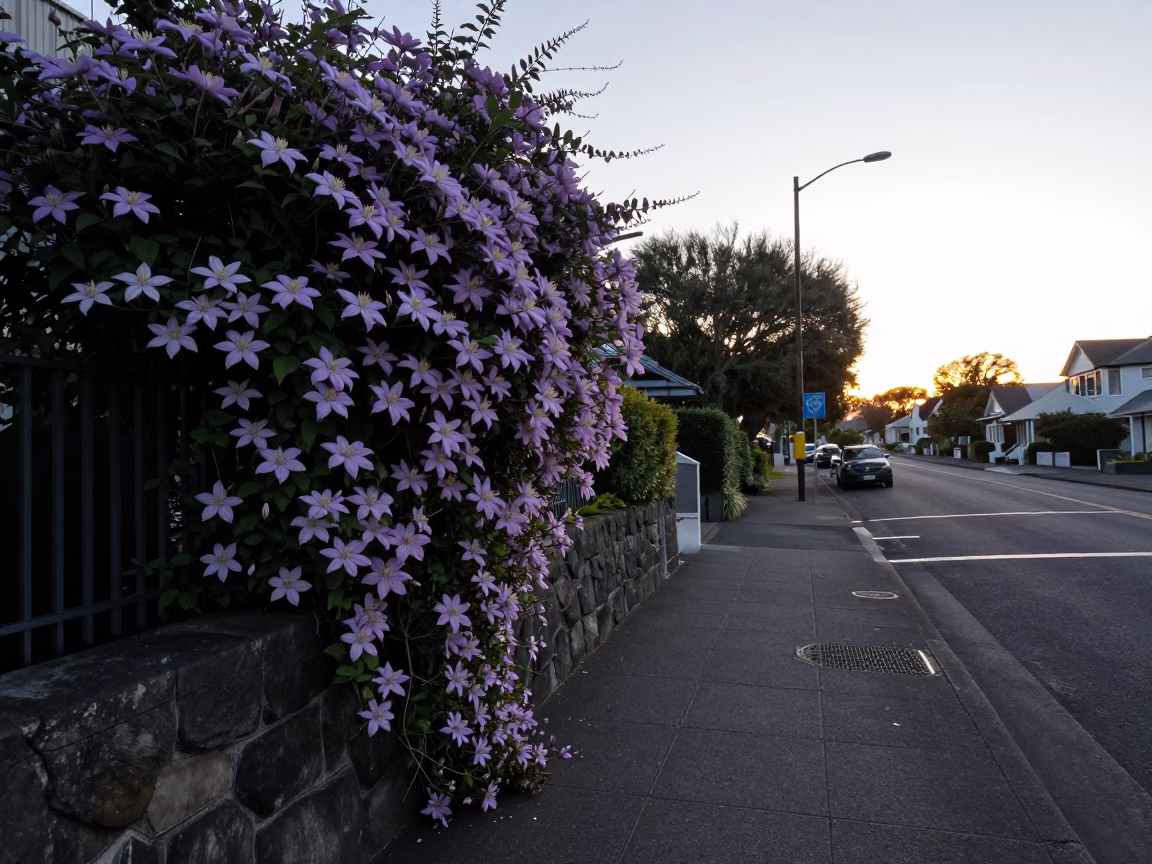 Pre-dawn Christchurch Street Scene with Tea Towels and Clematis Vine in in Christchurch, New Zealand