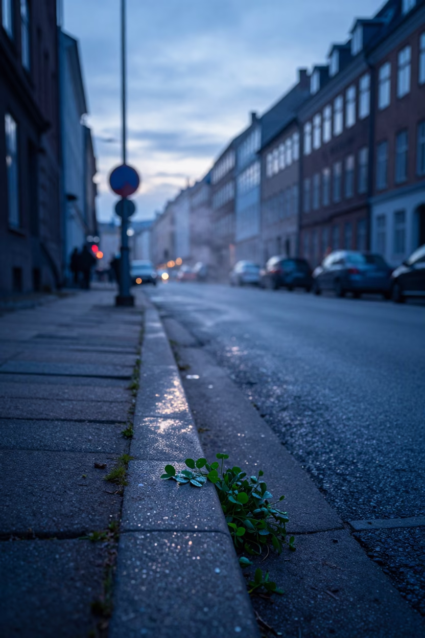Pre-Dawn Copenhagen Street Scene with Dewy Clover and Steam Haze in in Copenhagen, Denmark