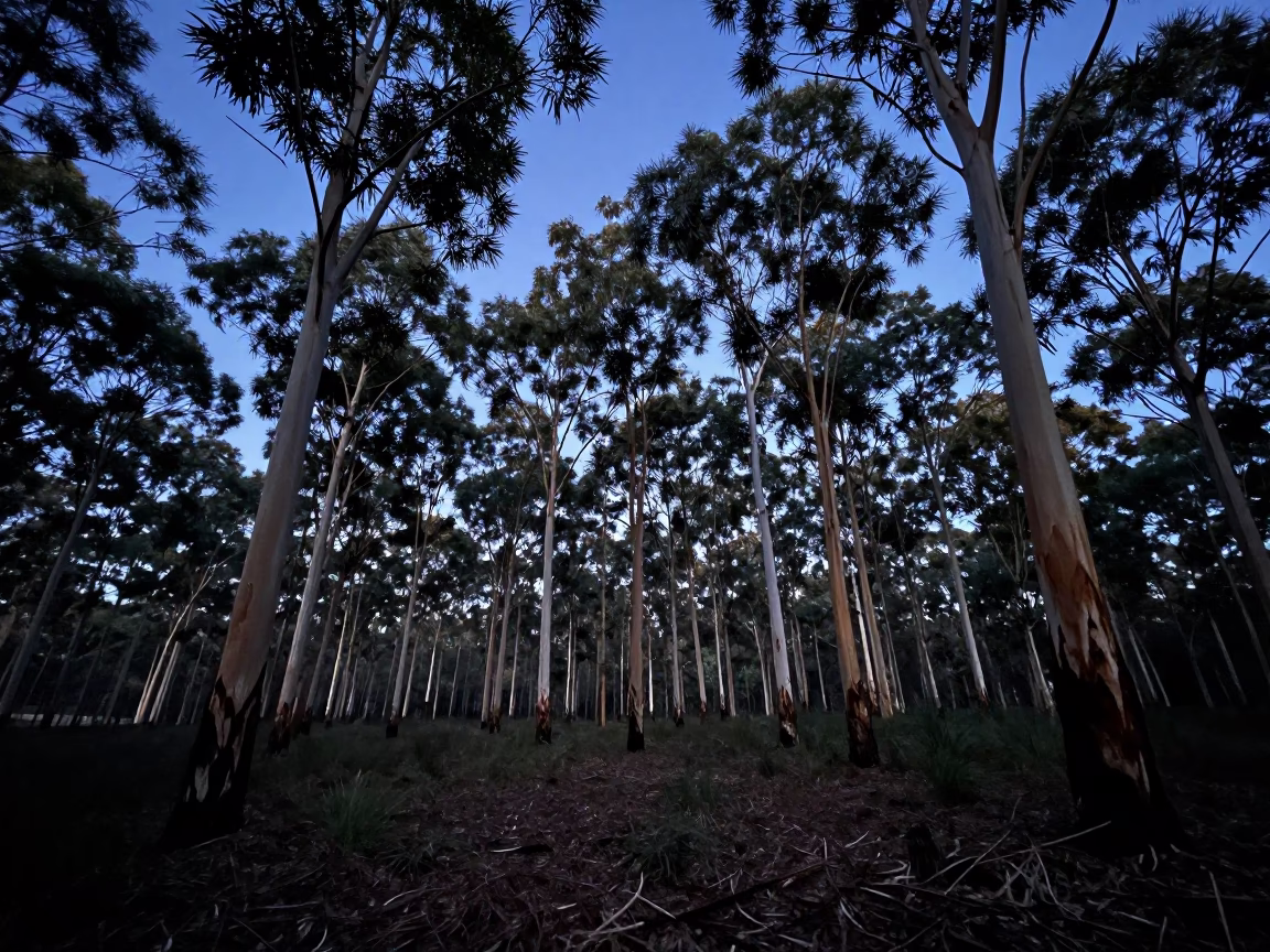 Pre-dawn Eucalyptus Forest Regrowth and Wind Farm Service Road in Adelaide South Australia in in Adelaide, South Australia, Australia