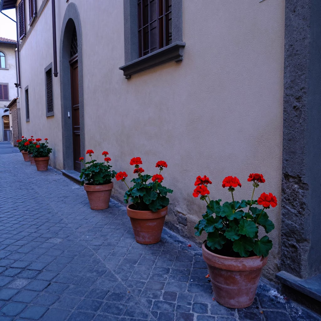 Pre-dawn Florence street scene with potted geraniums and quiet architecture in in Florence, Italy