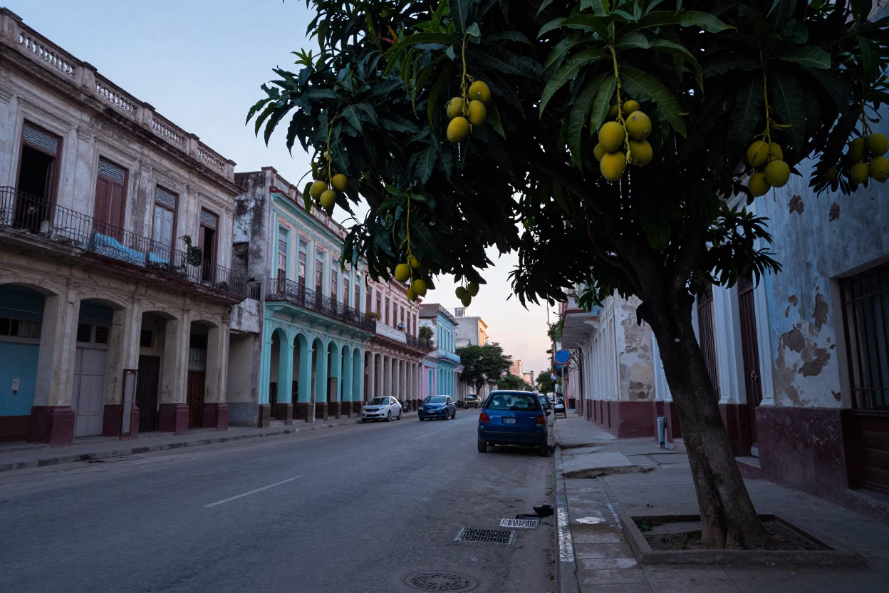 Pre-dawn Havana Street Scene with Mango Tree and Dripping Enamel Details in in Havana, Cuba