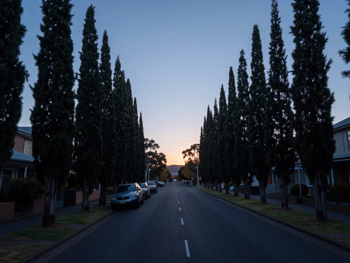 Pre-dawn Hobart street scene with cypress trees and parked vehicles in Tasmania Australia in in Hobart, Tasmania, Australia
