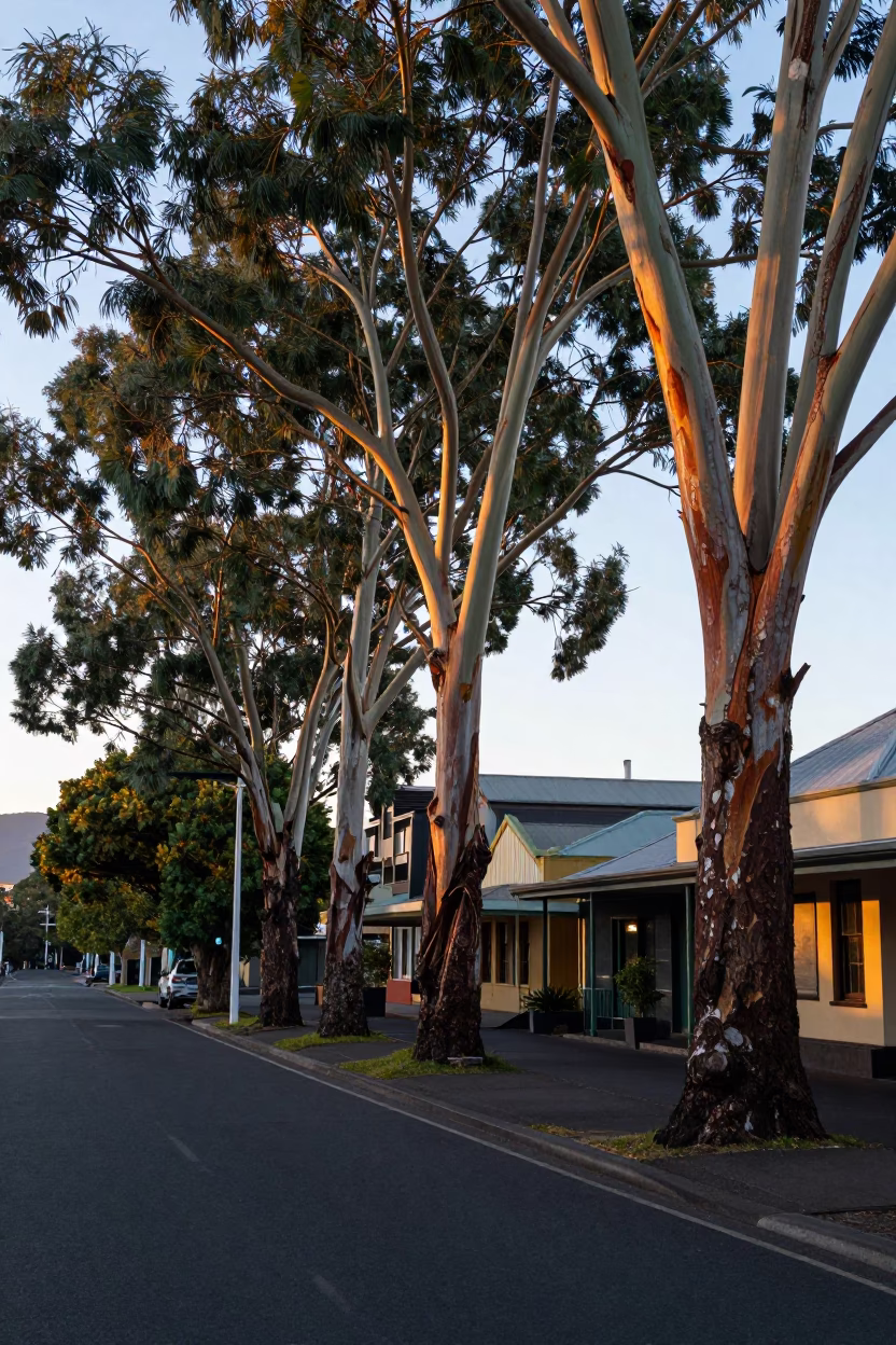 Pre-dawn Hobart street scene with eucalyptus trees and vintage car in in Hobart, Tasmania, Australia