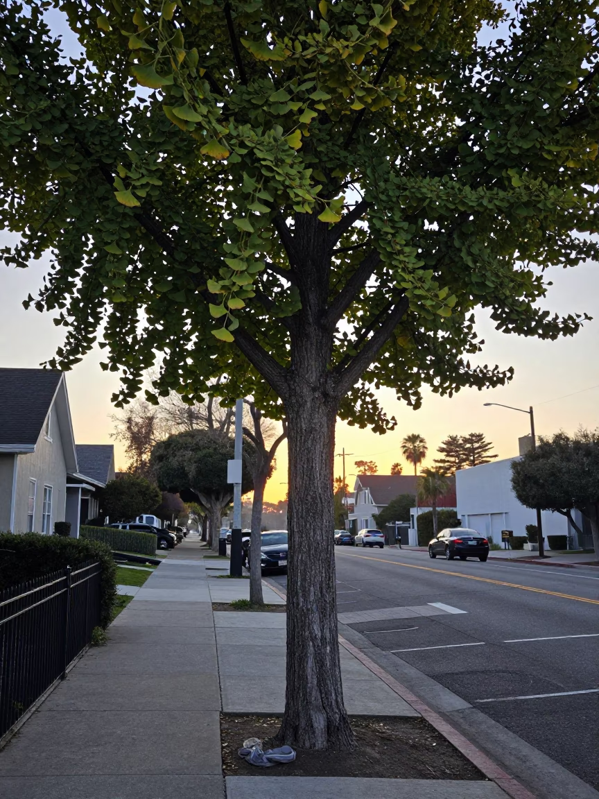 Pre-Dawn Los Angeles Street Scene with Ginkgo Tree and Leaf Shadows in in Los Angeles, California, United States