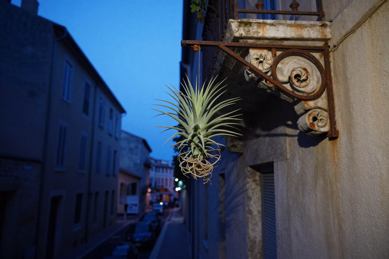 Pre-dawn Marseille street scene with hanging air plants and quiet urban architecture in in Marseille, France
