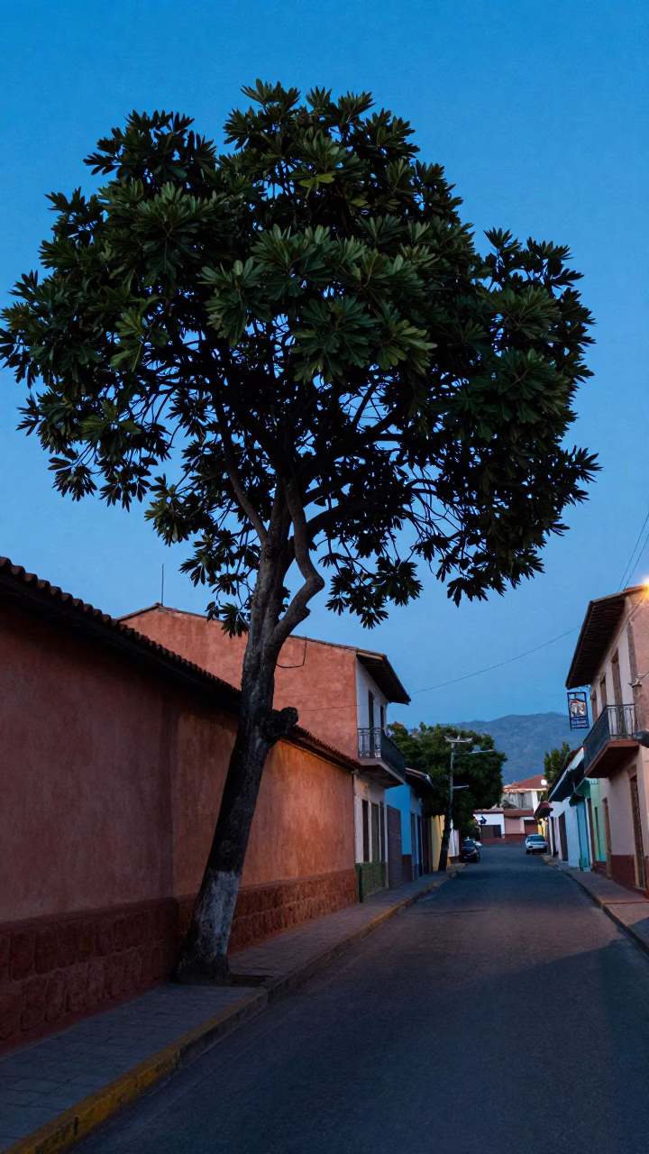 Pre-dawn Medellin street scene with fig tree and terracotta bowls in in Medellin, Colombia