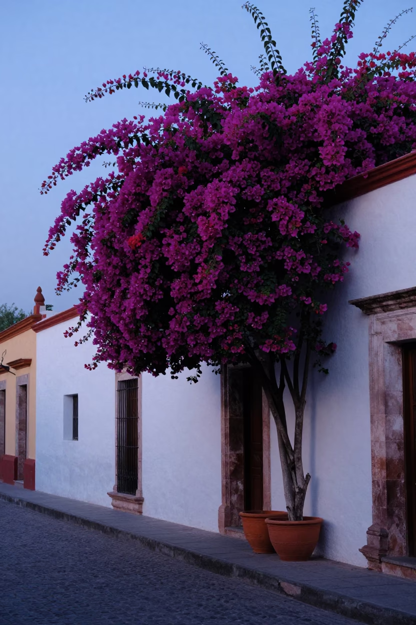 Pre-dawn Merida Street Scene with Bougainvillea and Terracotta Bowls in in Merida, Mexico