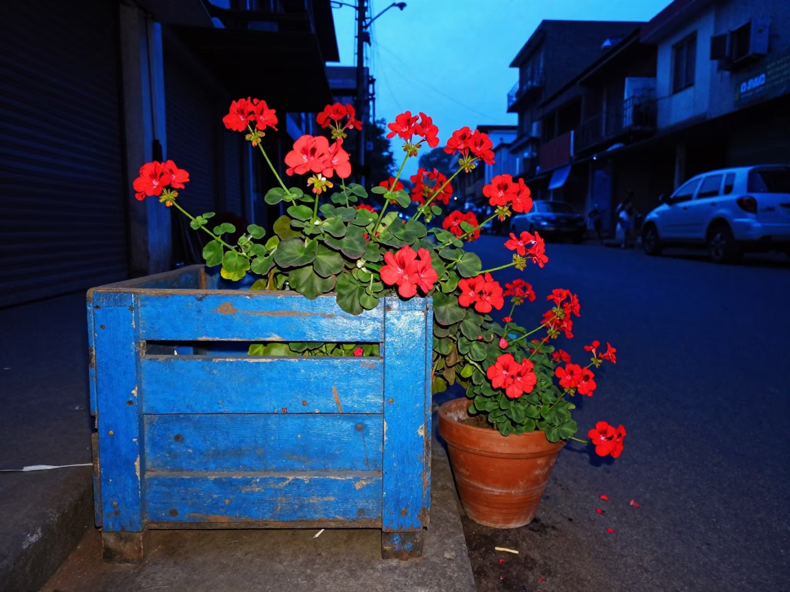 Pre-dawn Mumbai street scene with painted wooden crate and geraniums at dawn in in Mumbai, India