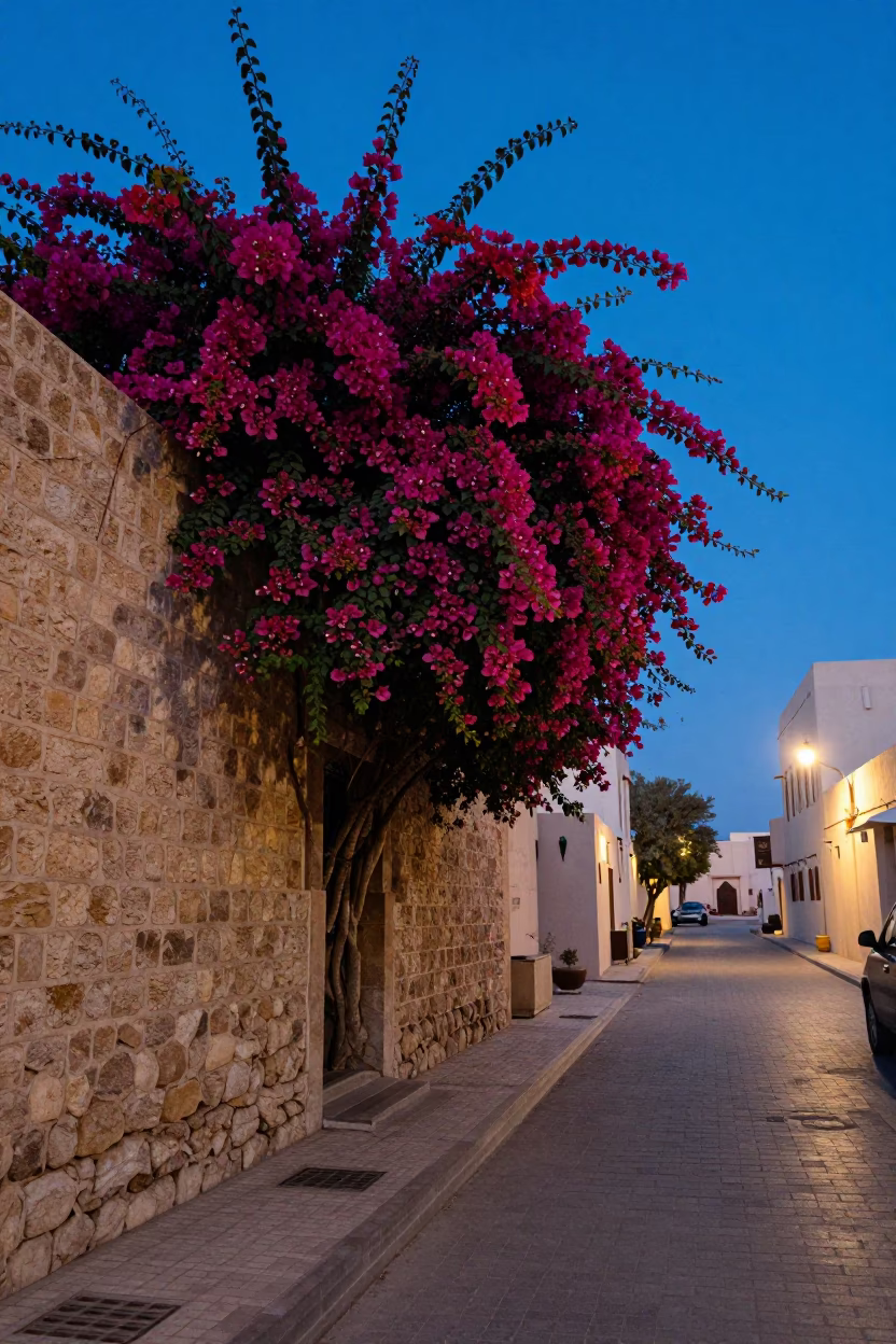 Pre-dawn Muscat Street Scene with Bougainvillea and Traditional Architecture in Oman in in Muscat, Oman
