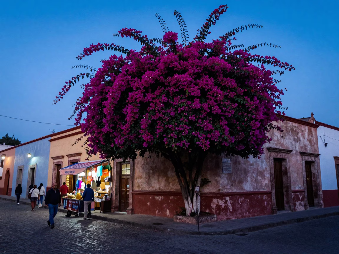Pre-dawn Oaxaca street scene with bougainvillea and local commerce in in Oaxaca, Mexico