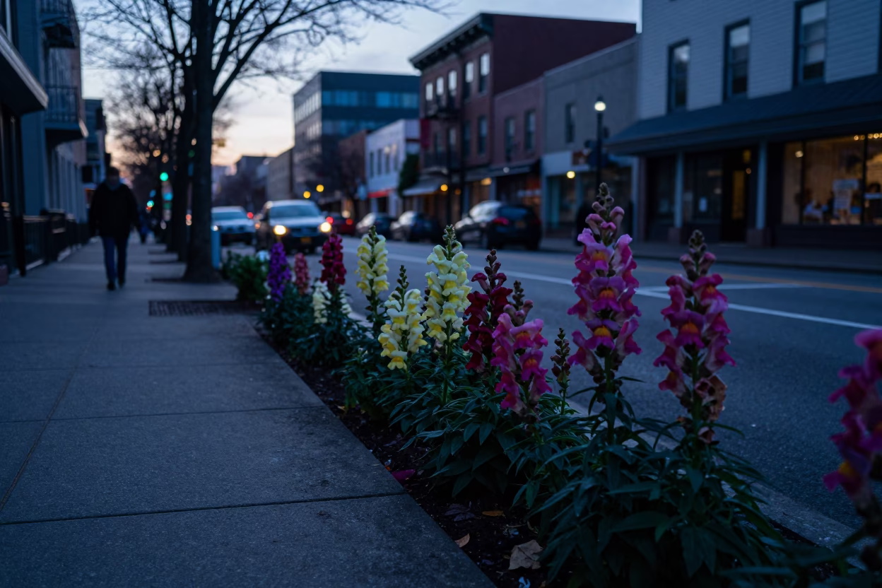 Pre-dawn Portland Oregon Street Scene with Snapdragons and Urban Details Before Sunrise in in Portland, Oregon, United States