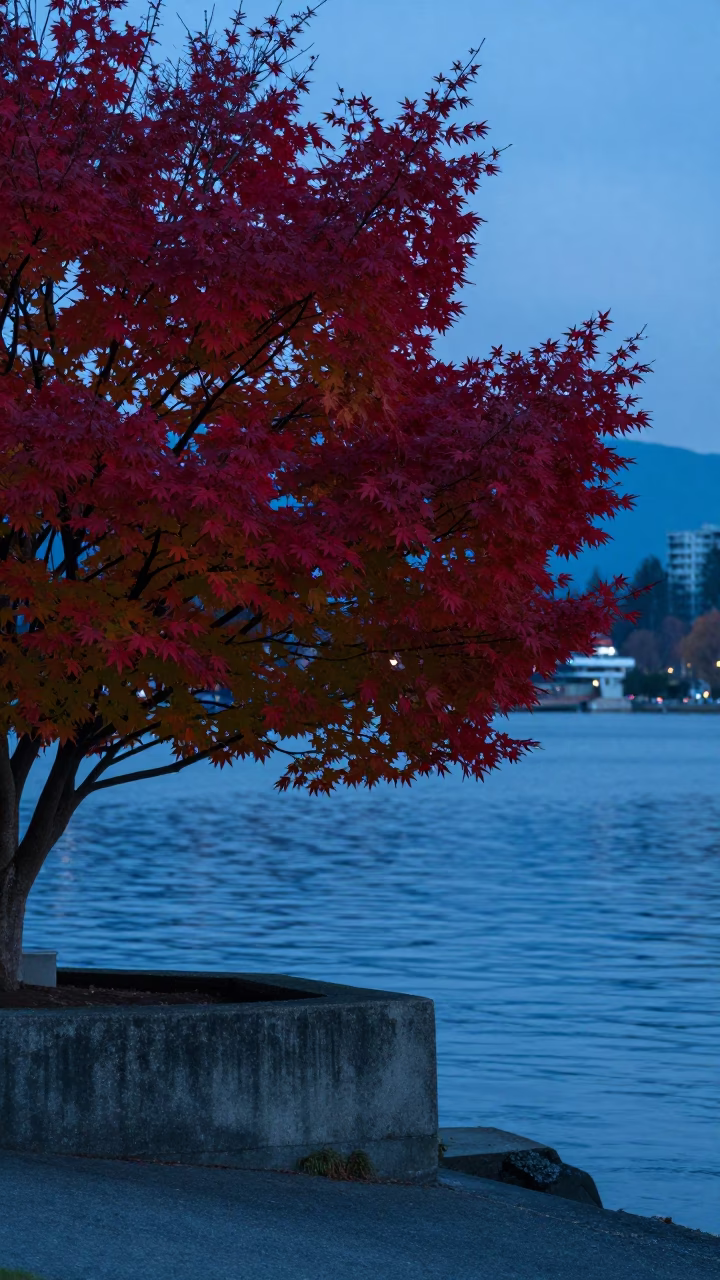 Pre-dawn quiet moment on Vancouver waterfront with Japanese maple and blue porcelain jar in in Vancouver, British Columbia, Canada