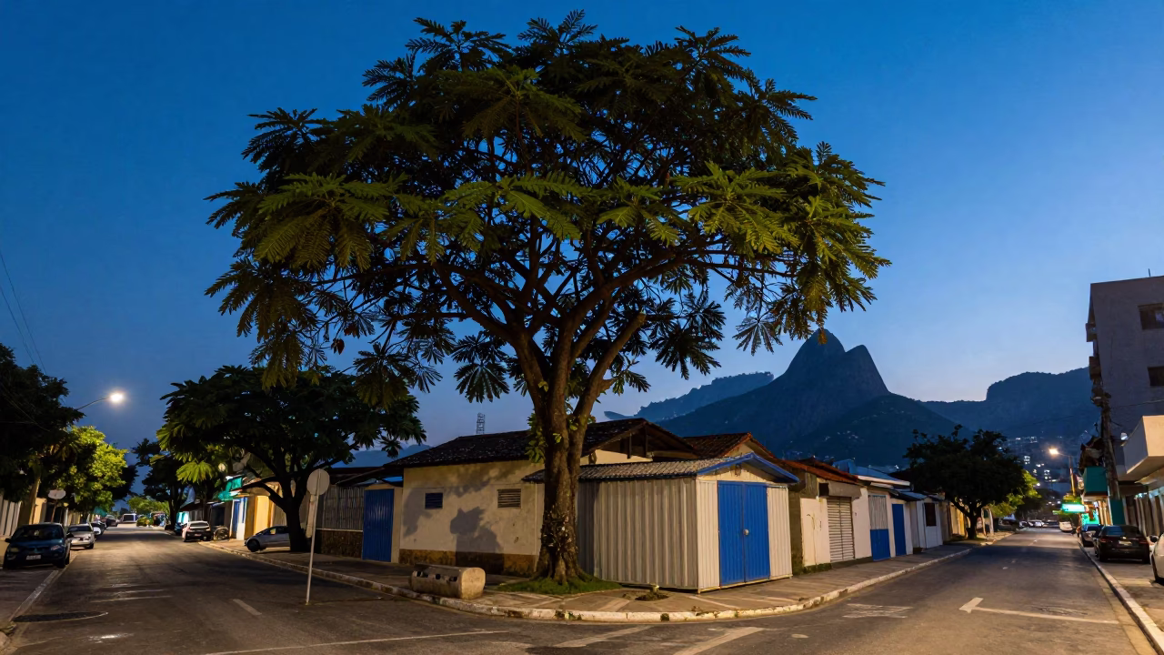 Pre-dawn Rio de Janeiro street scene with tamarind tree and storage tins in in Rio de Janeiro, Brazil